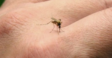 20160120 mosquito