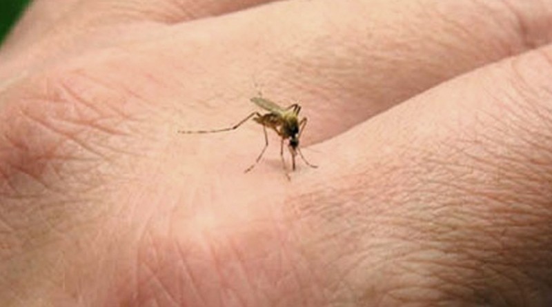20160120 mosquito