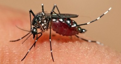 20160227 zika