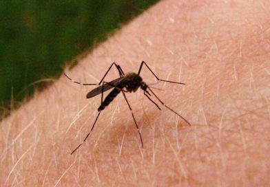 Los casos confirmados de chikungunya en la provincia ascienden a 52
