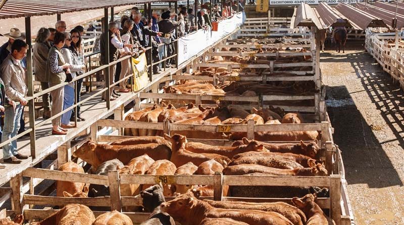 20180225 nac Mercado de Liniers: podría mudarse a Ezeiza