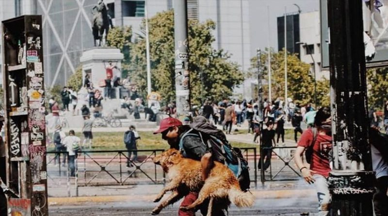 20191025 mascotas 2 1 03333 gases lacrimógenos daña perritos en Chile