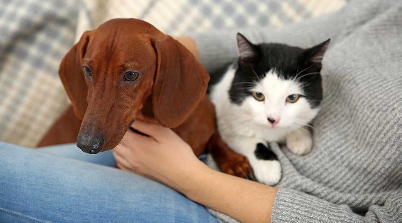 20191029 mascotas2 Beneficios de esterilizar a tus mascotas