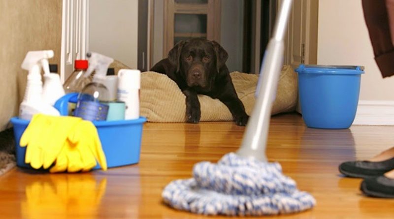20191111 mascotas 17 3 03333 Cómo limpiar tu casa si tienes mascotas