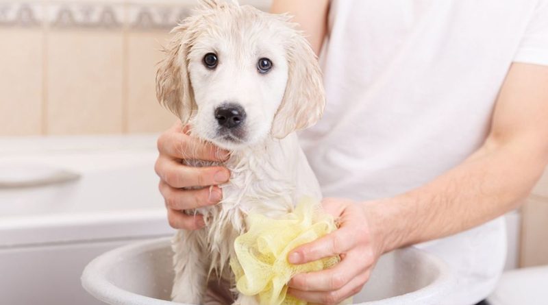 20191113 perrito 17 3 03333 Cómo bañar a un cachorro