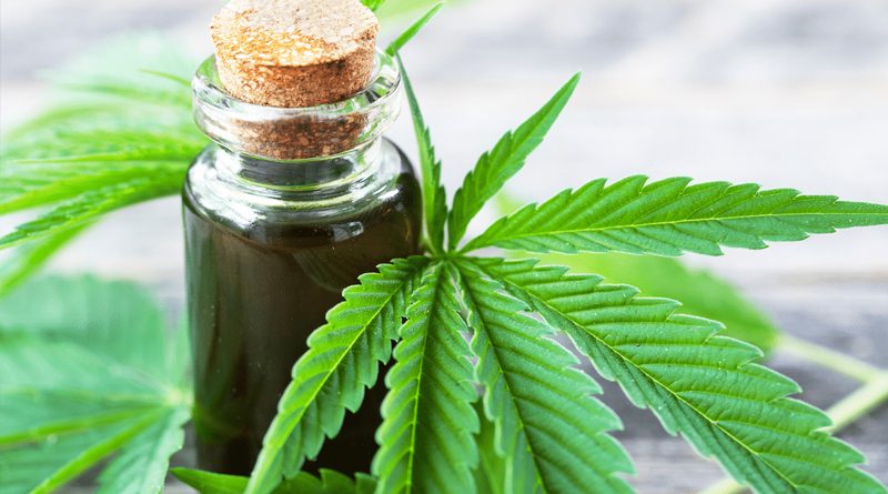 20191115 region2 129 3 03333 Berazategui aprobó el uso de cannabis medicinal
