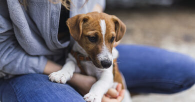 20221206 perro perrito vacuna argentina contra el coronavirus