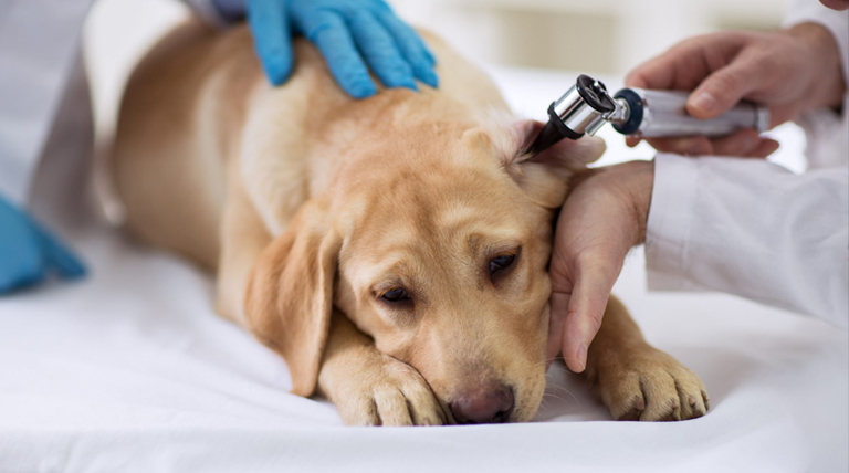 20200119 perros otitis 00001 perros propensos a tener otitis