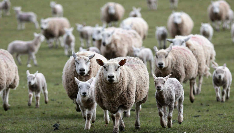 20200228 actualidad china 0002 exportación de carne ovina