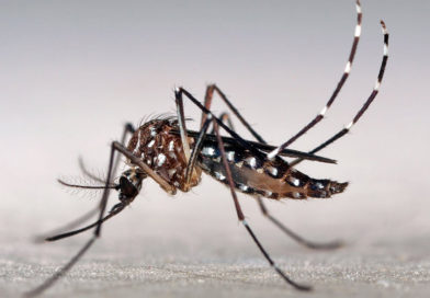 Dengue: desde el Conicet alertan que en Argentina aumentaron un 2.500% los casos