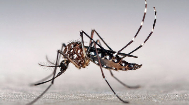 Dengue: desde el Conicet alertan que en Argentina aumentaron un 2.500% los casos