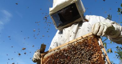 2020 05 15 apicultura rodo luz en Nordelta
