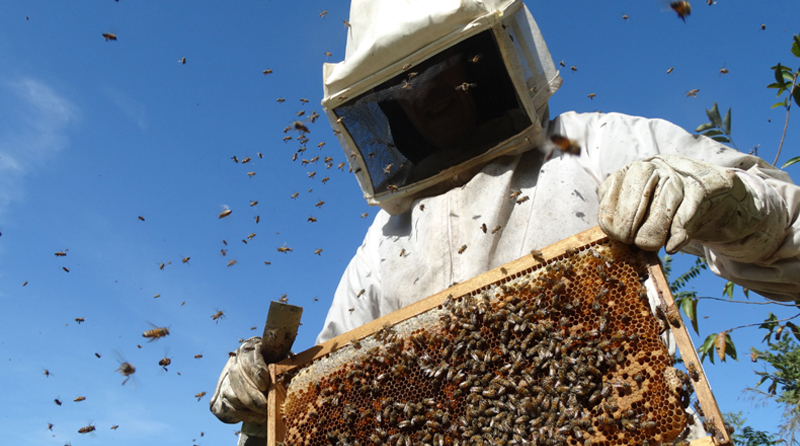 2020 05 15 apicultura sector apícola