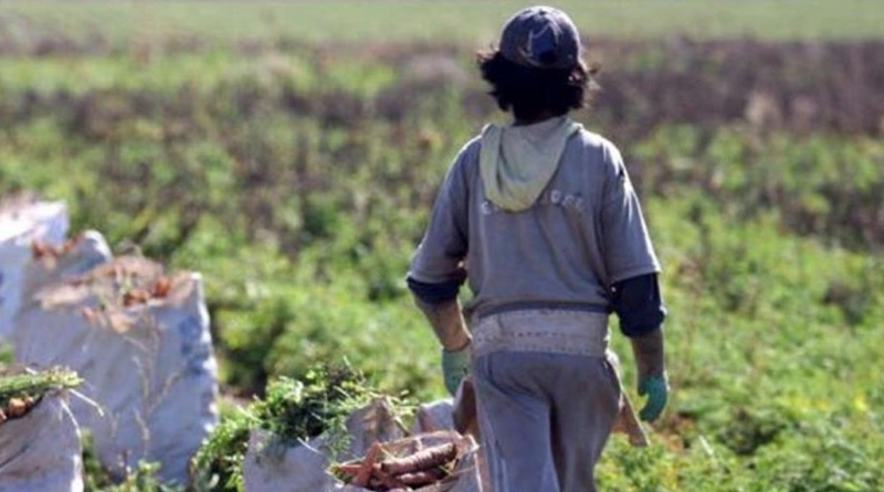 20200612 trabajo infantil trabajo infantil agrario