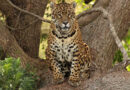 Riesgo de extinción: hallan el radiocollar de la yaguareté Acaí hundido en el Río Bermejo