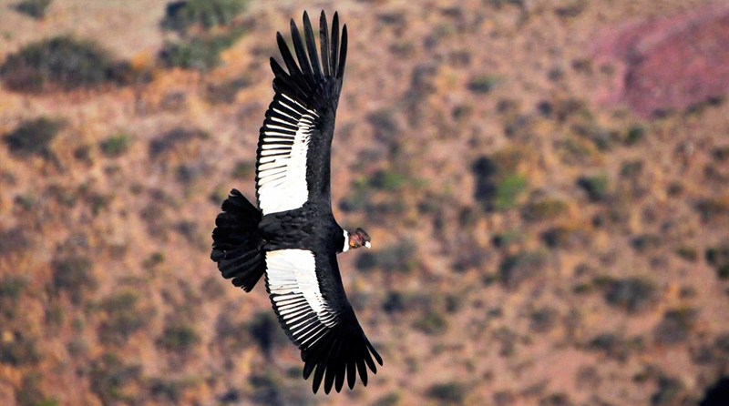 20200926 Condor condor