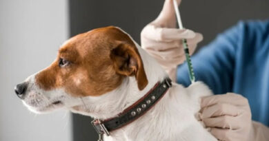 20210927 Antirrabica perro vacunacion 2 Patitas Glew solicita ayuda para solventar los gastos por Petiso