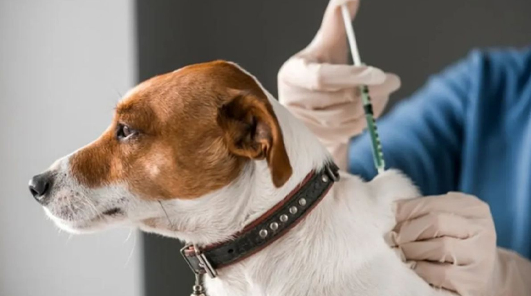 20210927 Antirrabica perro vacunacion 2 Gato en caja