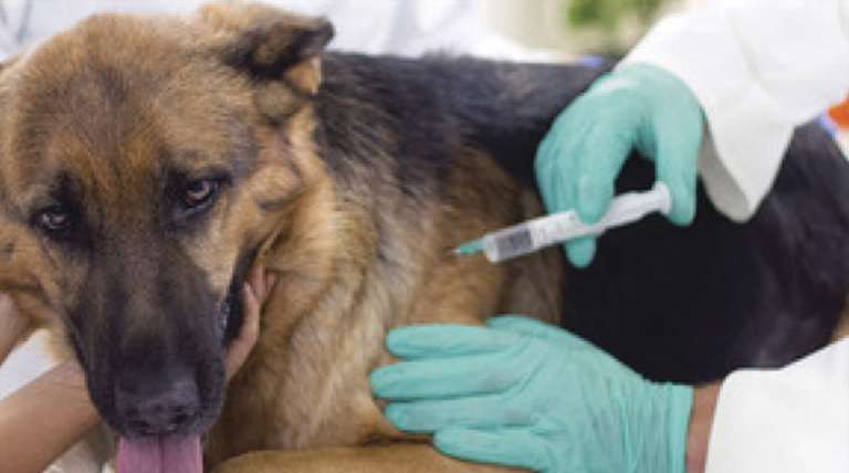 20210927 Antirrabica perro vacunacion vacunación perros y gatos