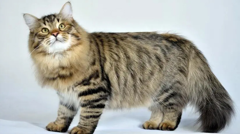 20211010 Gato Siberiano Mascotas hipoalergénicas