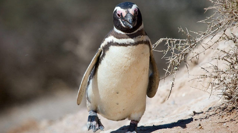 20211205 Pinguinos1 pingüinos de Magallanes