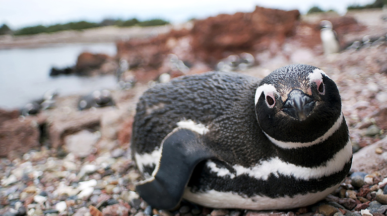 20211205 Pinguinos2 pingüinos de Magallanes