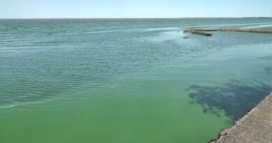 Alerta Naranja por presencia de cianobacterias en aguas del Río de La Plata y lagunas bonaerenses