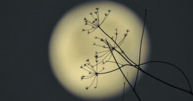 Luna del Esturión