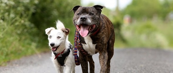 La amistad entre un perro guia y su mejor amigo ciego mascotas