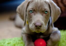 Cómo eliminar pulgas y garrapatas de mascotas con métodos naturales