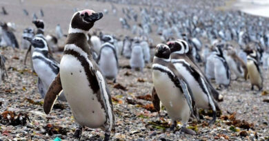 20221208 Pinguino Magallanes hombre más viejo del mundo