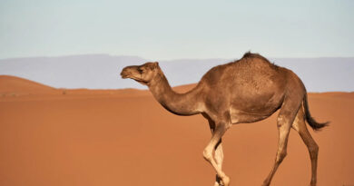 20221214 Virus del camello