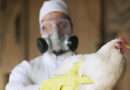 Alerta de la OMS: Riesgo de evolución de la gripe aviar a transmisión entre personas
