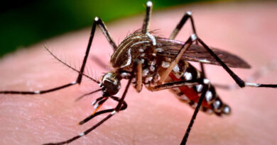20230402 dengue mosquito Día Mundial contra la Obesidad