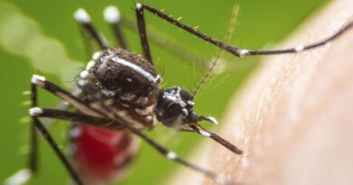 20230409 Dengue Demoras en Ezeiza y Aeroparque