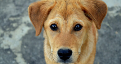 20230518 perro Caen los casos en la provincia de Buenos Aires