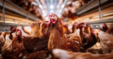20230528 gripe aviar Rechazo del PJ bonaerense al FMI