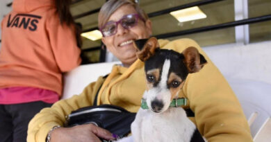Zoonosis Brown castró y vacunó a 500 perros y gatos en una sola jornada