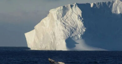 20231125 Iceberg Patitas Glew solicita ayuda para solventar los gastos por Petiso
