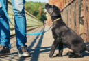 ¿Cuándo comenzar a educar a tu cachorro?
