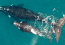 Mirá en vivo los recorridos de las ballenas que visitan la provincia de Chubut Mirá en vivo los recorridos de las ballenas que visitan la provincia de Chubut