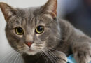 5 secretos de los gatos que seguramente no conoces
