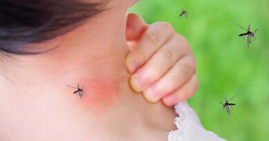Los mosquitos no dan tregua en el AMBA: la diferencia entre la especie más abundante y la del dengue