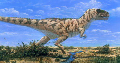 20240112 Tyrannosaurus Día de los Abuelos
