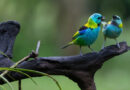 Explora el fascinante mundo de las aves autóctonas con la nueva aplicación gratuita de Aves Argentinas