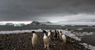 202400315 Pinguino aumento simultáneo de temperaturas