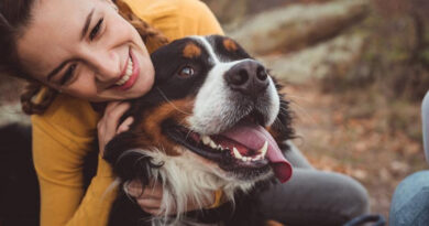 202400321 perro Terapias alternativas en mascotas
