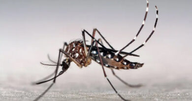 20240406 Mosquito dengue Juana Manso