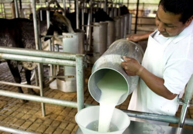 La crisis láctea en Argentina: producción en picada y consumo a la baja