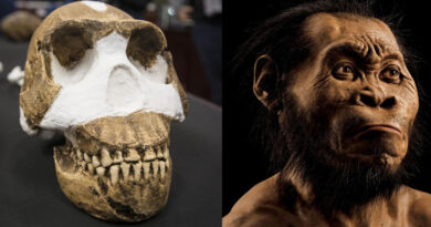 20240622 Homo naledi